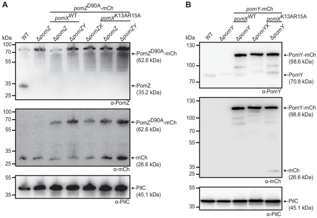 Figure 4—figure supplement 2.