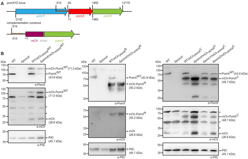 Figure 1—figure supplement 1.