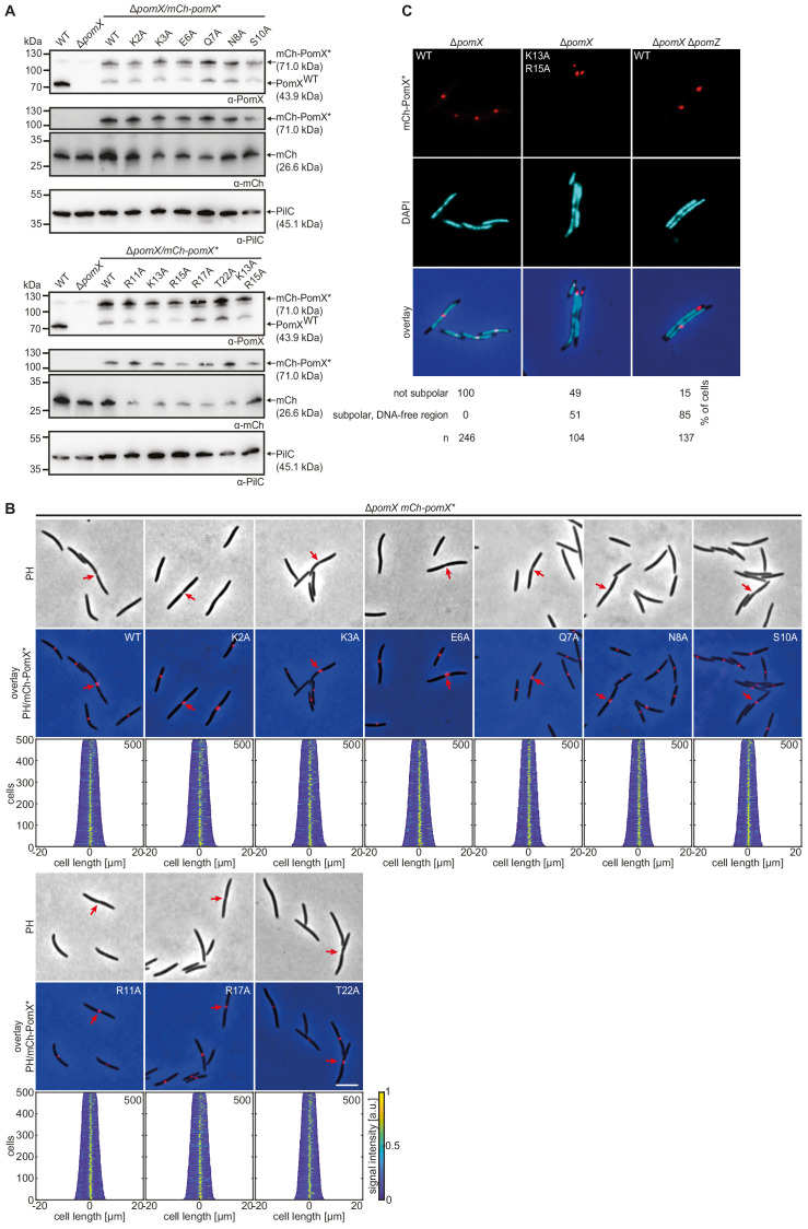 Figure 4—figure supplement 1.