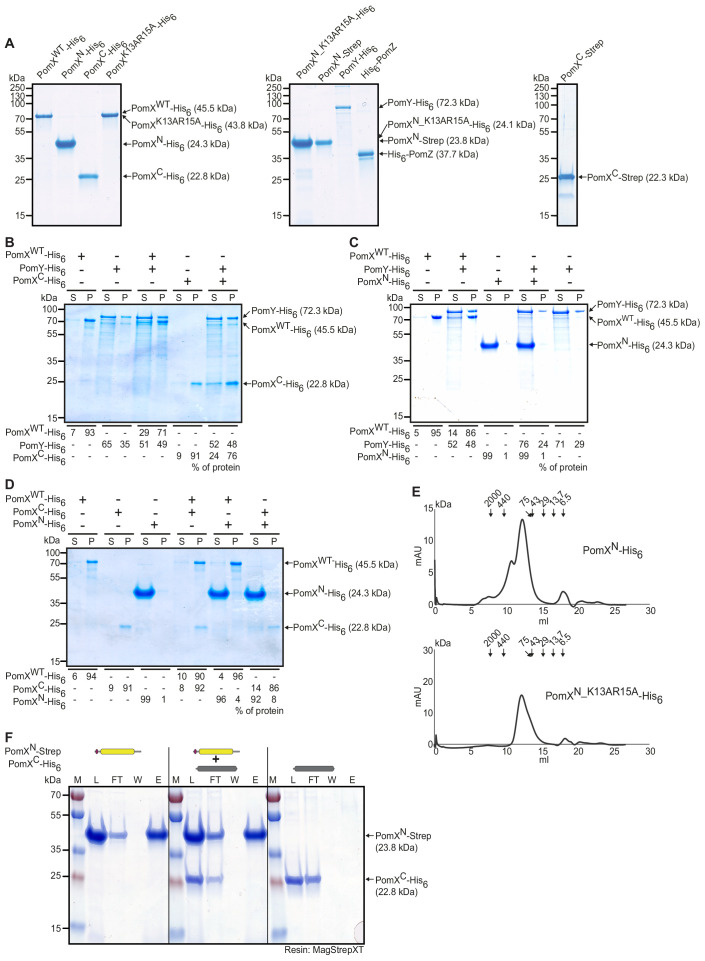 Figure 2—figure supplement 1.