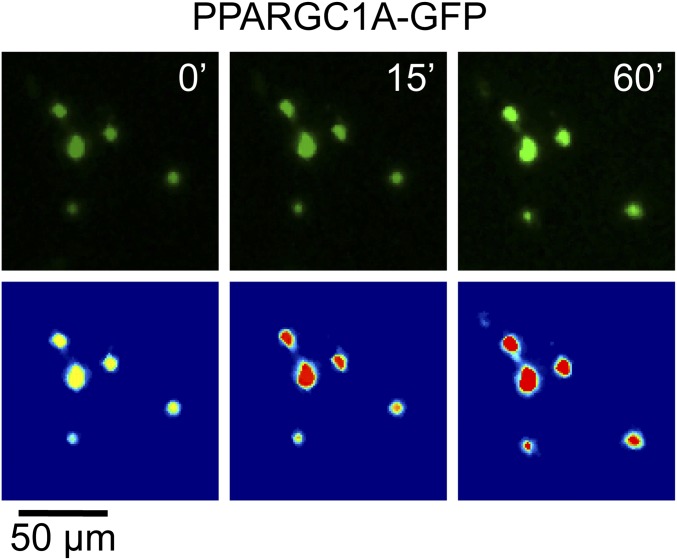 Fig. S5.