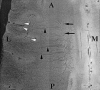 F<sc>ig</sc> 4.