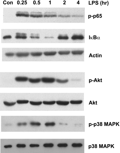 Fig. 5.