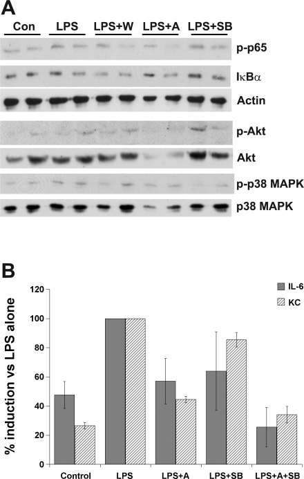 Fig. 8.