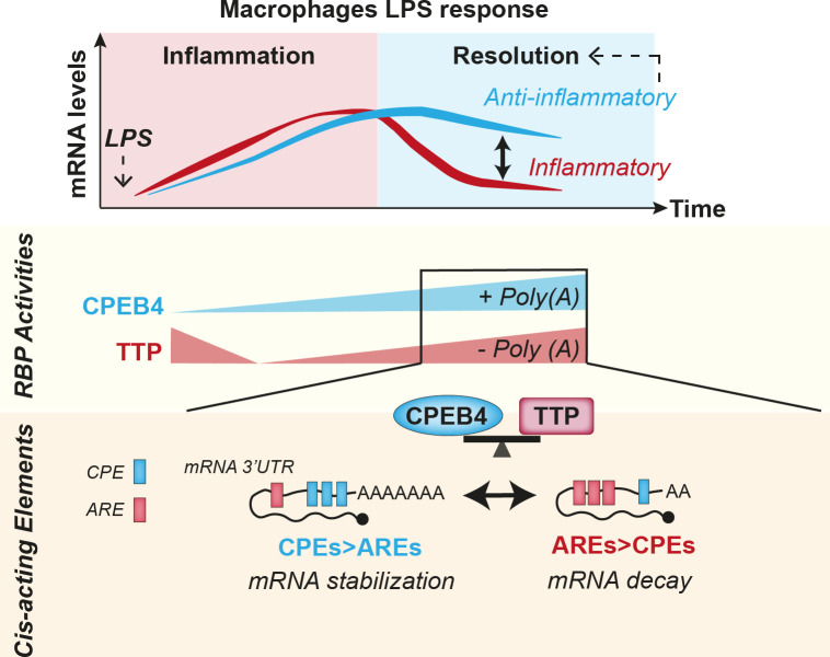 Figure 6—figure supplement 1.