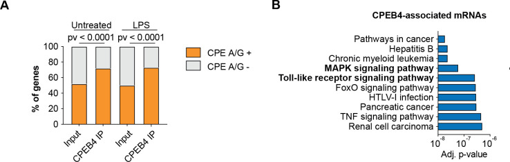 Figure 4—figure supplement 1.