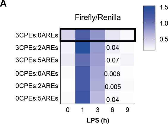 Figure 5—figure supplement 2.