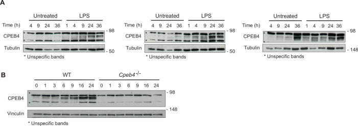 Figure 2—figure supplement 1.