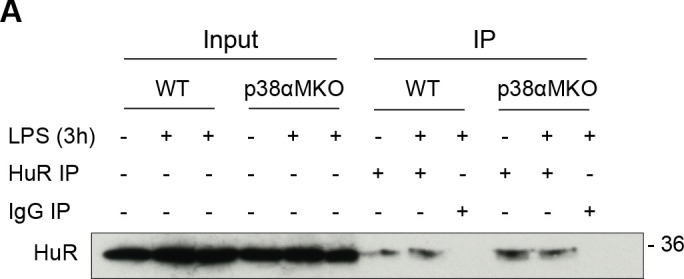 Figure 3—figure supplement 3.