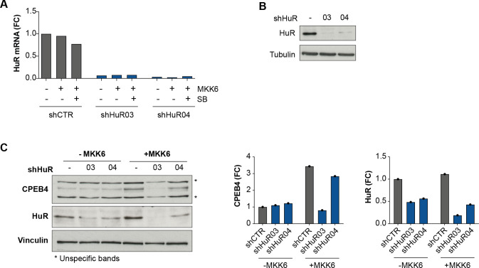 Figure 3—figure supplement 5.