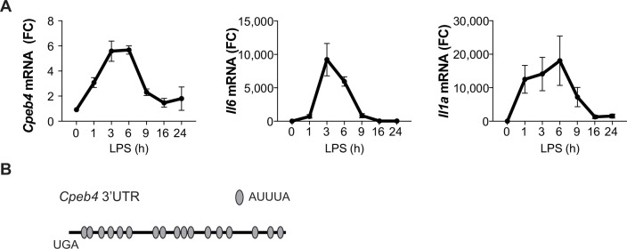 Figure 3—figure supplement 1.