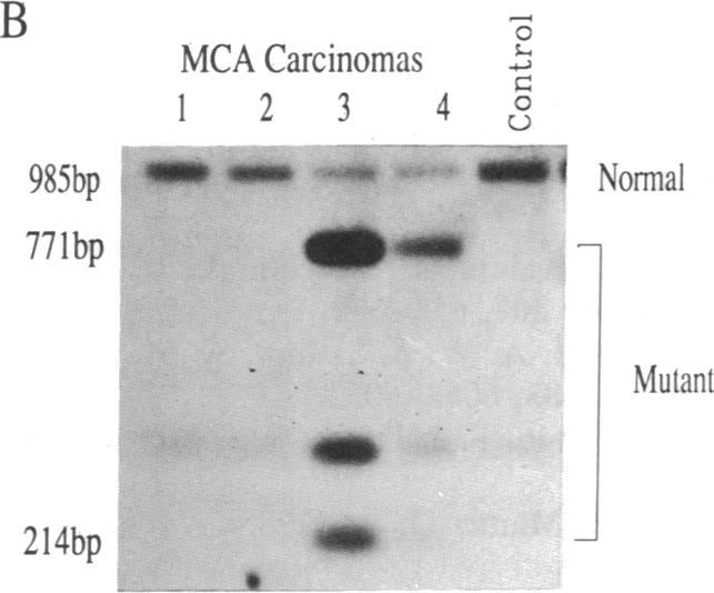 graphic file with name pnas01027-0047-a.jpg