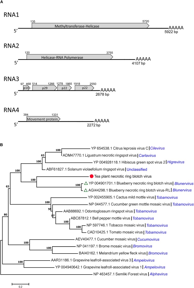 FIGURE 3