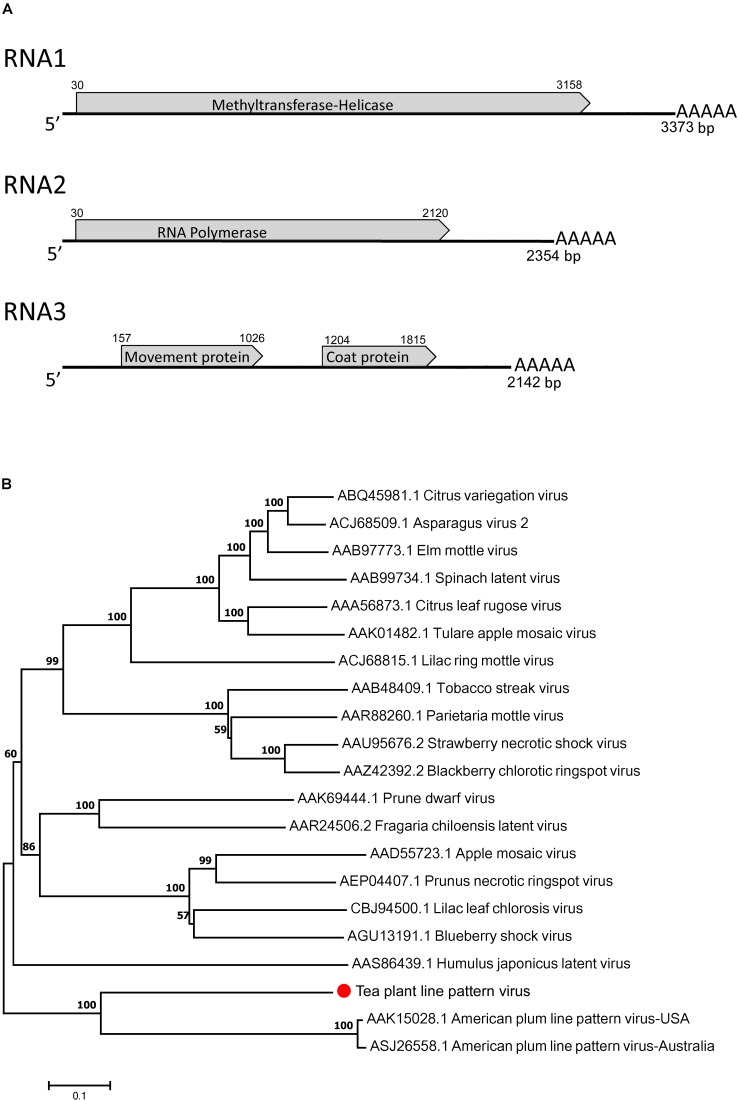 FIGURE 4