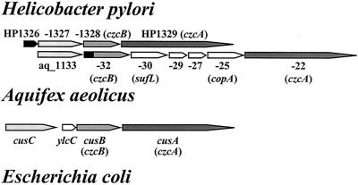 FIG. 1.