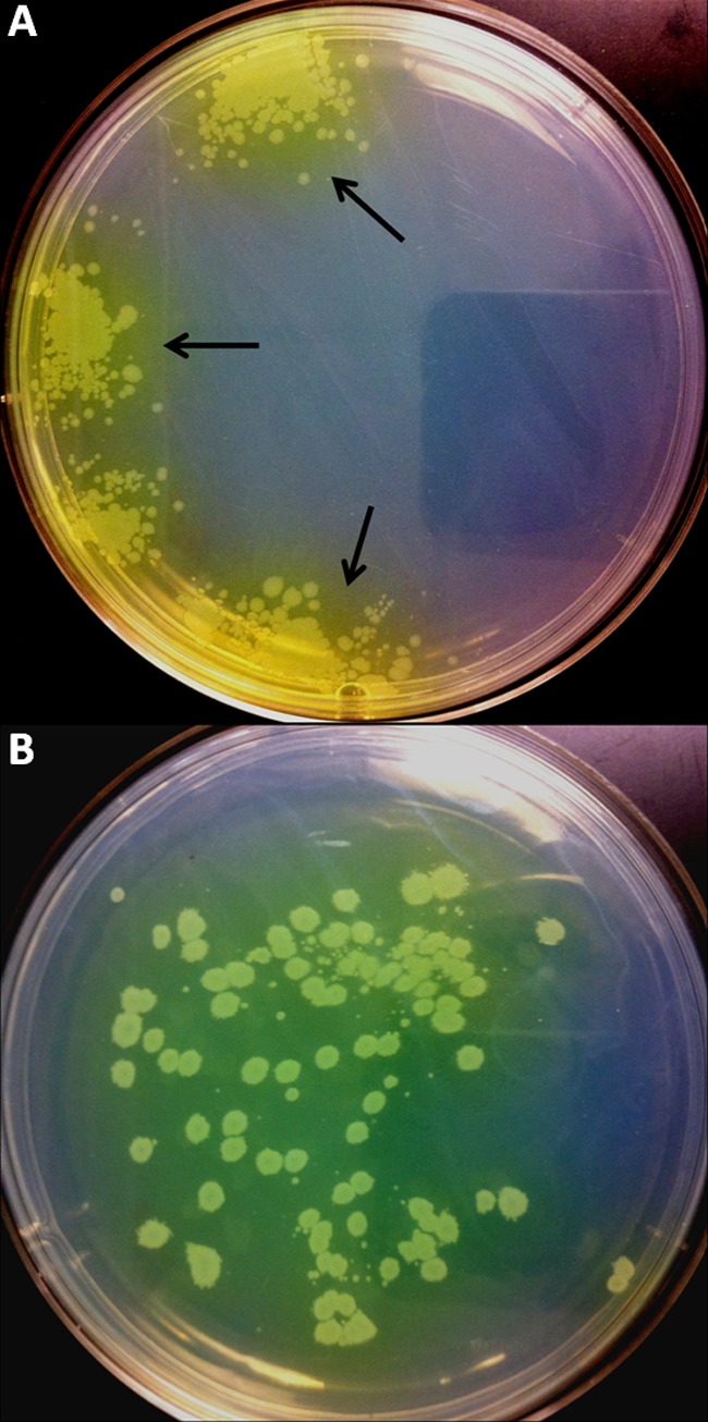 Fig 4