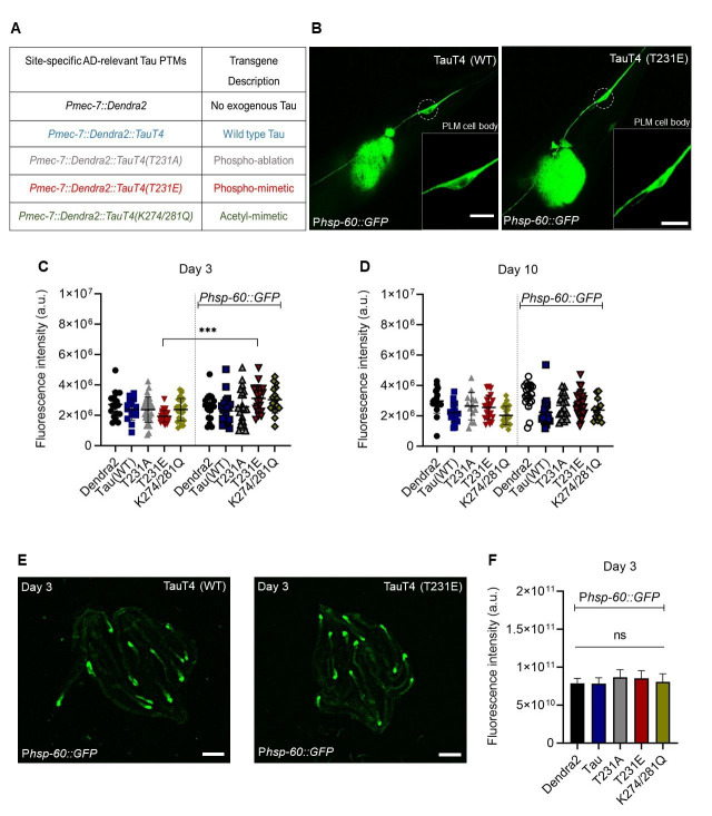 Figure 1. Activation of the C. elegans mitochondrial unfolded protein response (UPRmt) in the PLM touch neuron by a tau mutant mimicking phosphorylation at T231