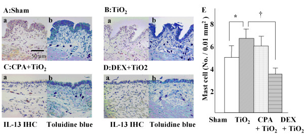 Titanium Dioxide Particle – Induced Goblet Cell Hyperplasia 