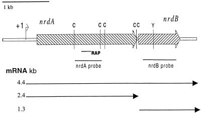 FIG. 2.