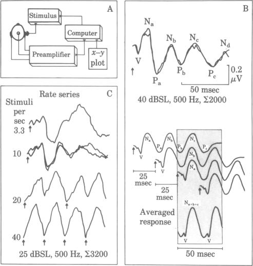 graphic file with name pnas00655-0687-a.jpg