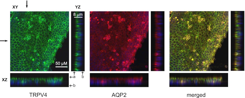 Figure 10.