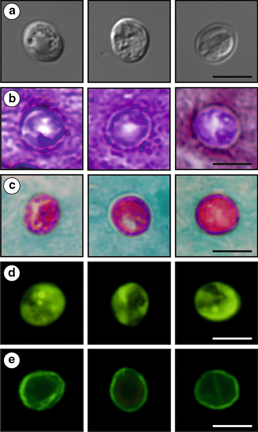 Fig. 9