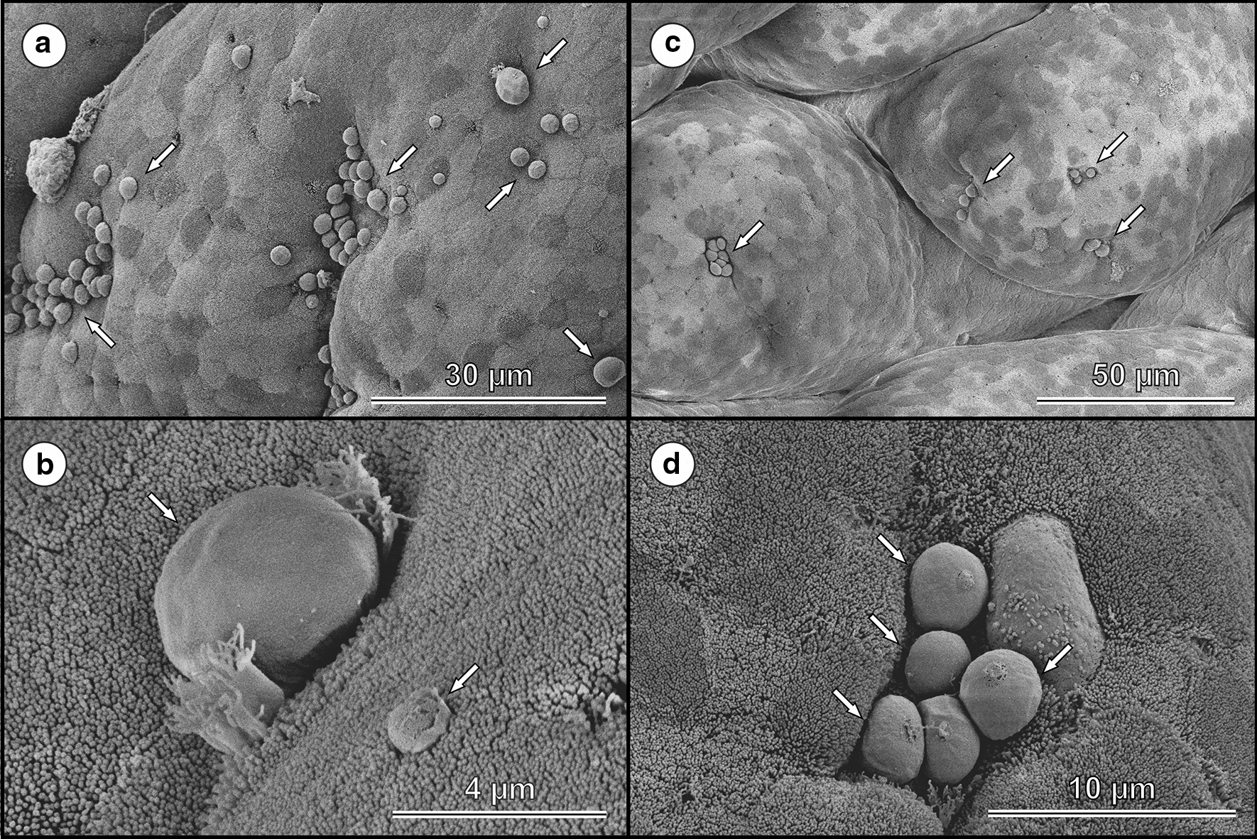 Fig. 7