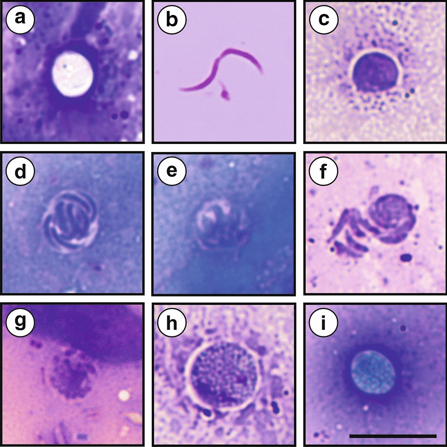 Fig. 8