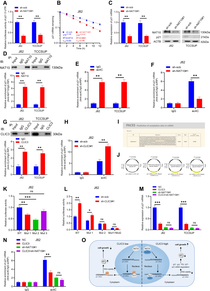 CLIC3 interacts with NAT10 to inhibit N4-acetylcytidine modification of ...