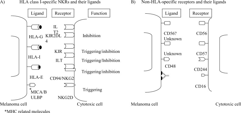 Fig. 2A,B