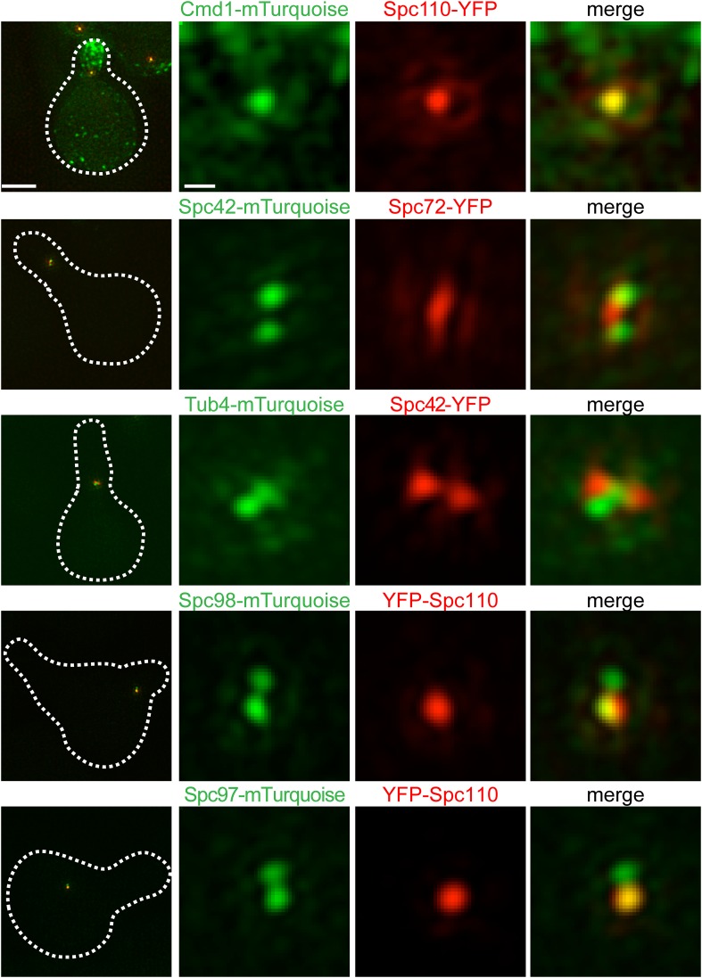 Figure 6—figure supplement 1.