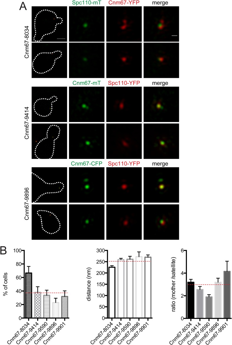 Figure 5—figure supplement 1.