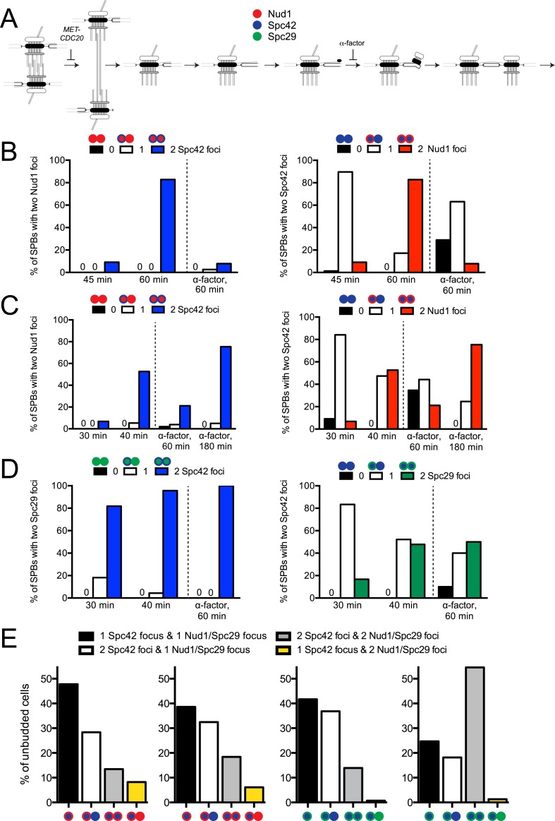 Figure 5—figure supplement 2.