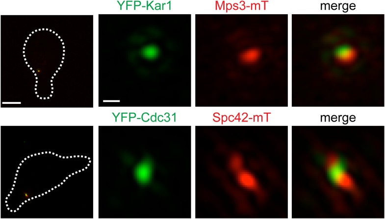 Figure 3—figure supplement 1.