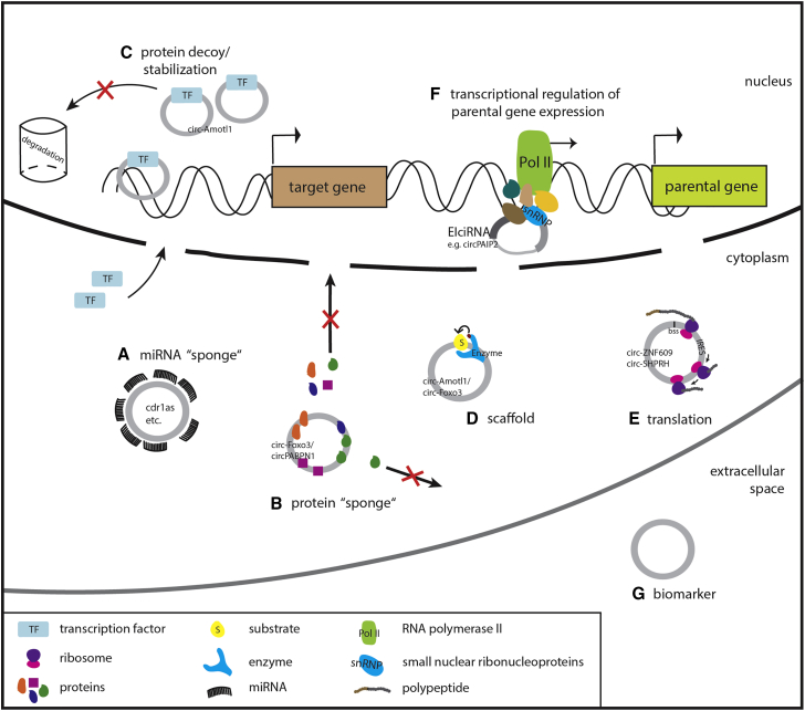 Figure 2