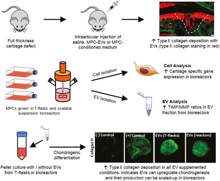 Graphical Abstract