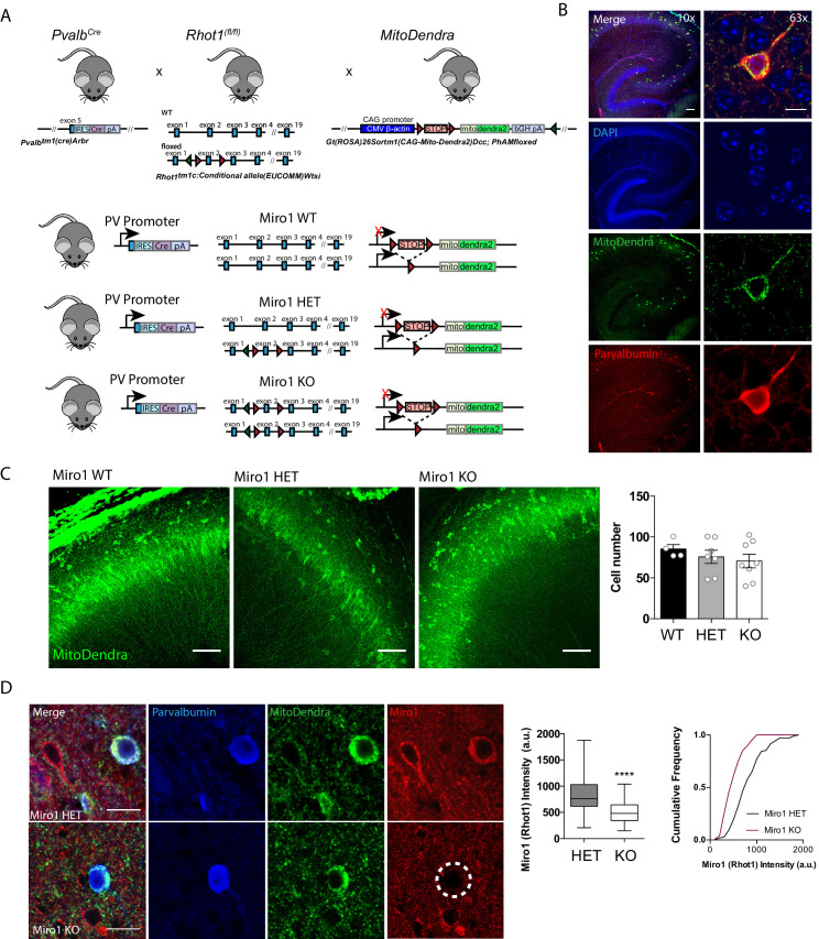 Figure 1—figure supplement 1.