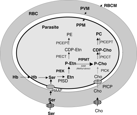 FIGURE 1.