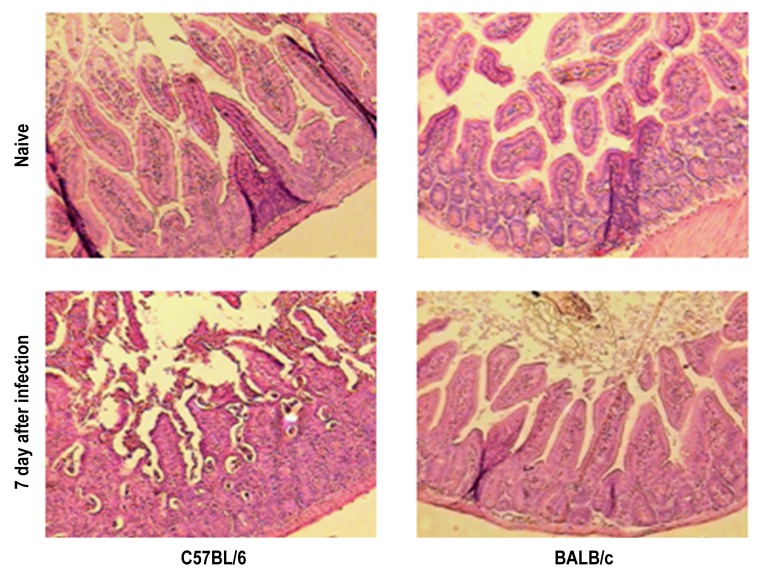 Fig. 8.