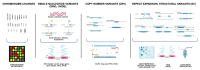 Figure of categories of genetic variants and appropriate genetic testing technologies