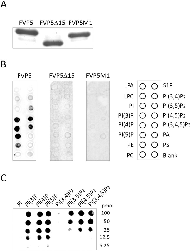 Fig 5