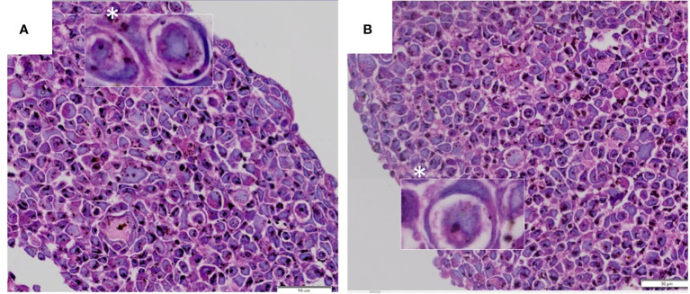 Figure 1