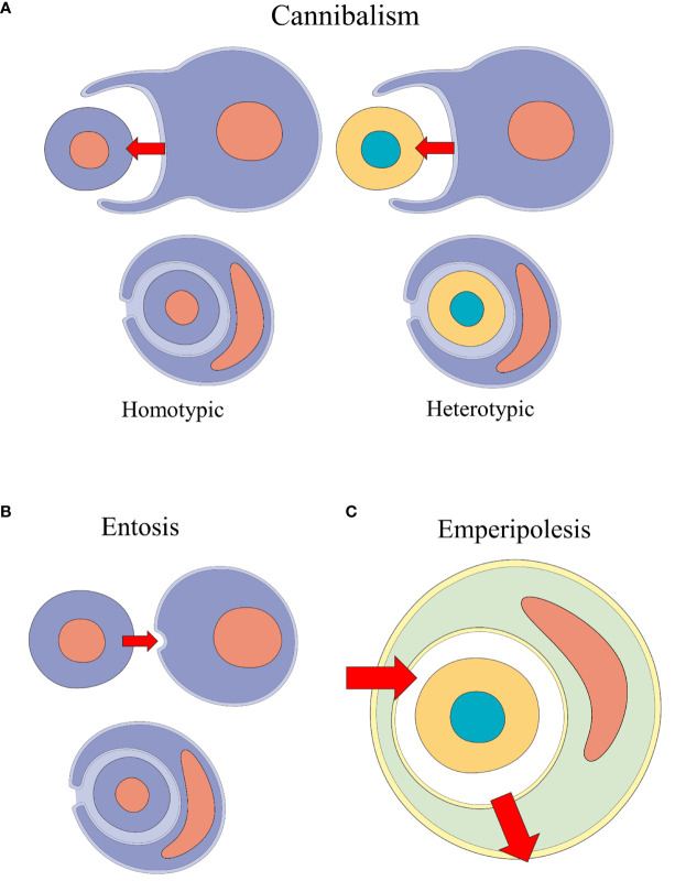 Figure 2