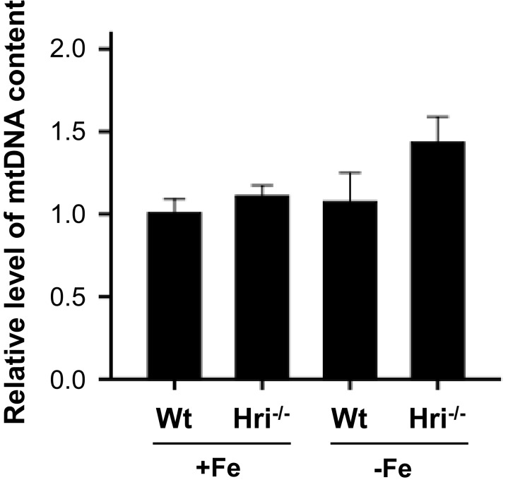 Figure 4—figure supplement 1.