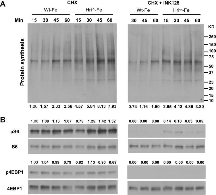 Figure 3—figure supplement 3.