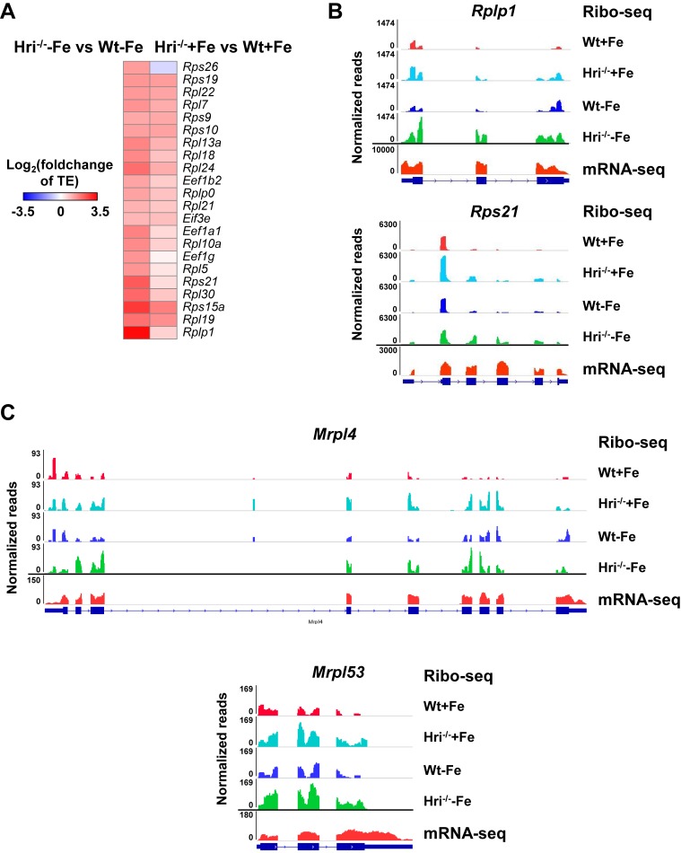 Figure 3—figure supplement 1.