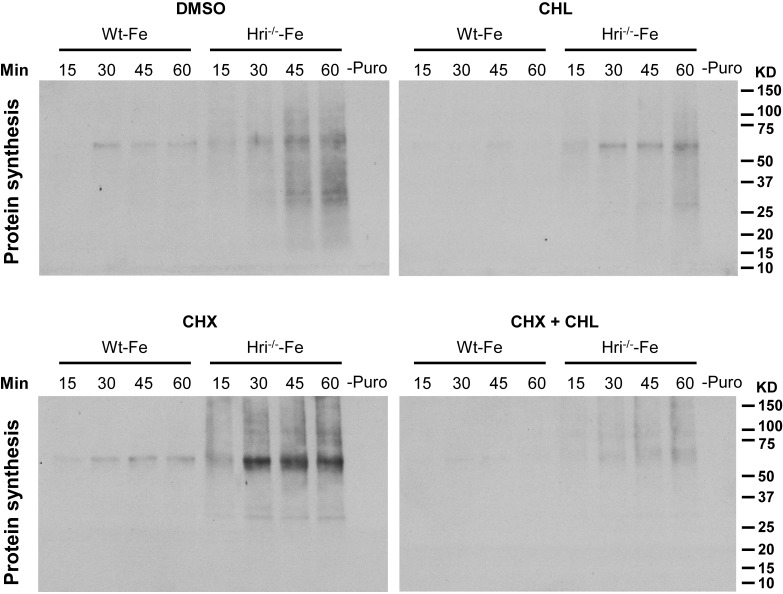 Figure 3—figure supplement 2.