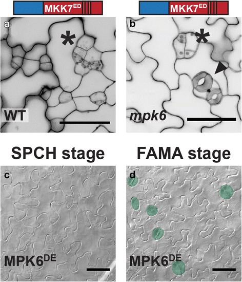 Fig. 8