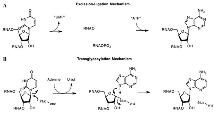 Fig. 12