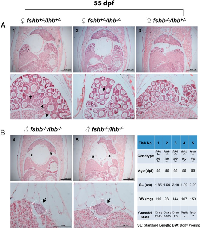 Figure 16.